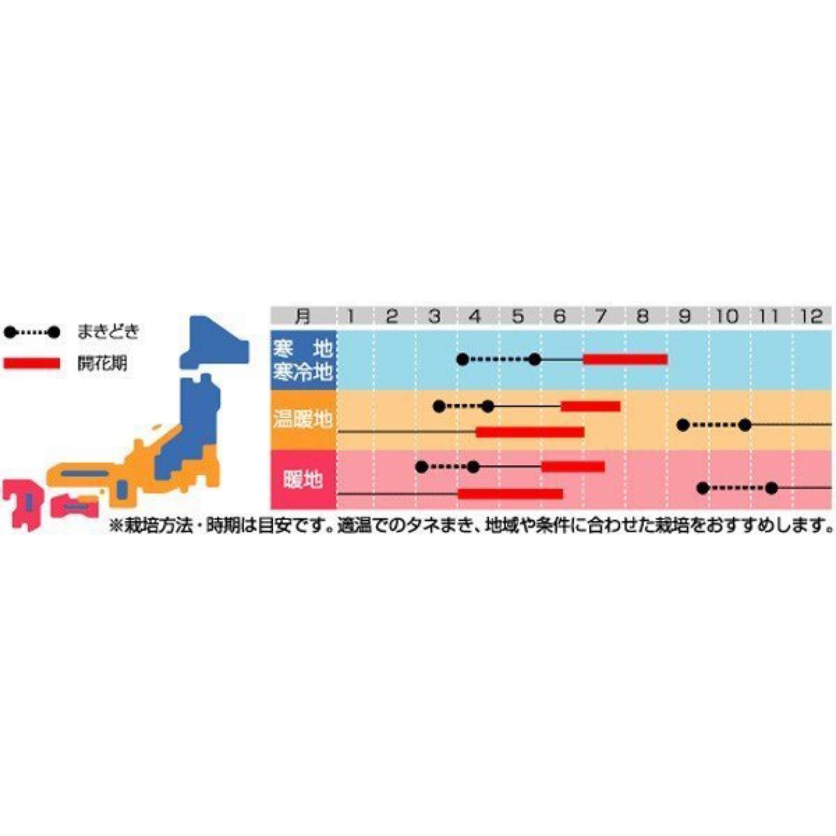 種　ルピナス・テキセンシス 'ブルーボネット'　ルピナス・ブルーボンネット　Lupinus