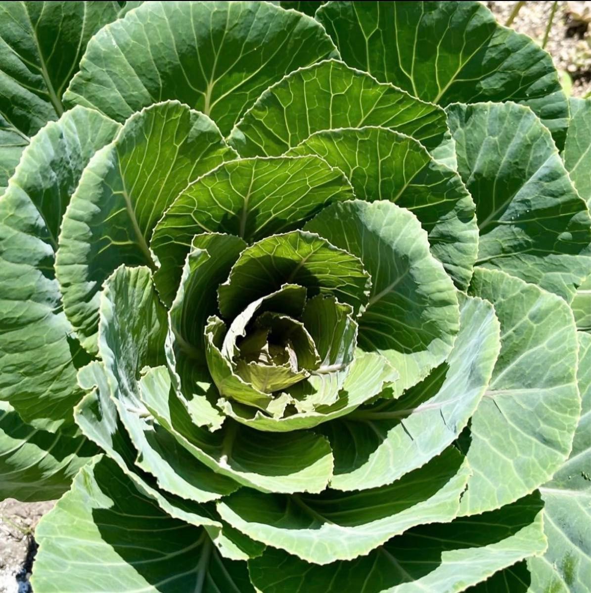 小動物のおやつ☆乾燥野菜 野草 6袋詰め合わせ！