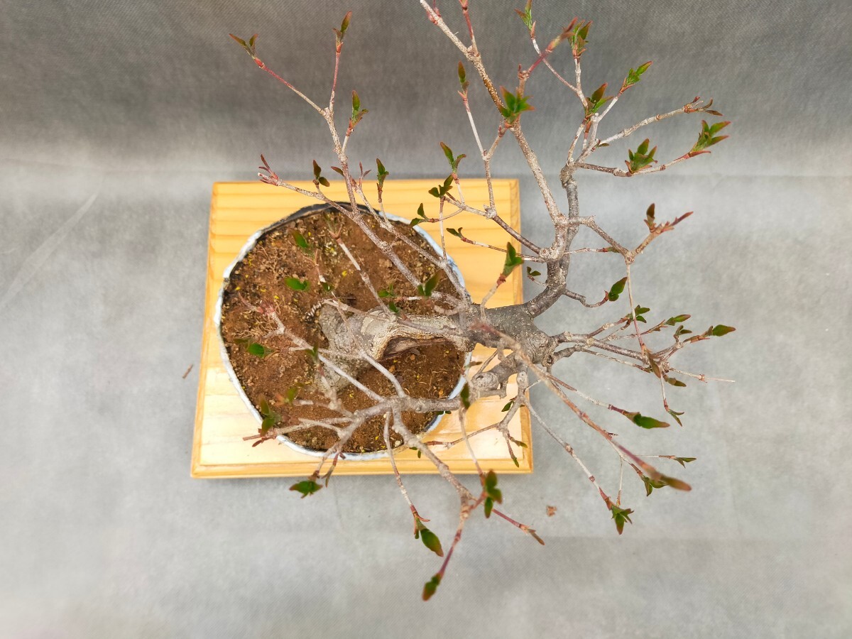  shohin bonsai . kind unknown cornus kousa . cornus florida 