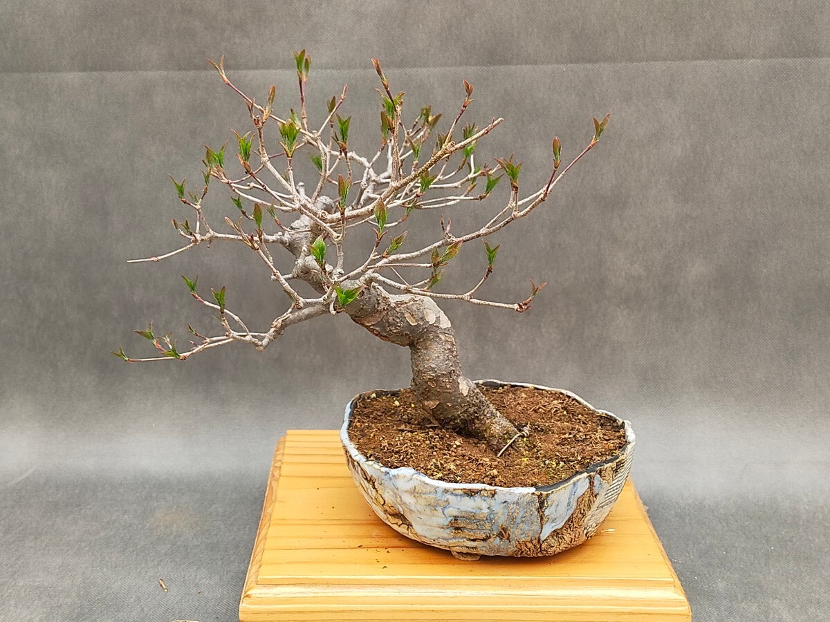  shohin bonsai . kind unknown cornus kousa . cornus florida 
