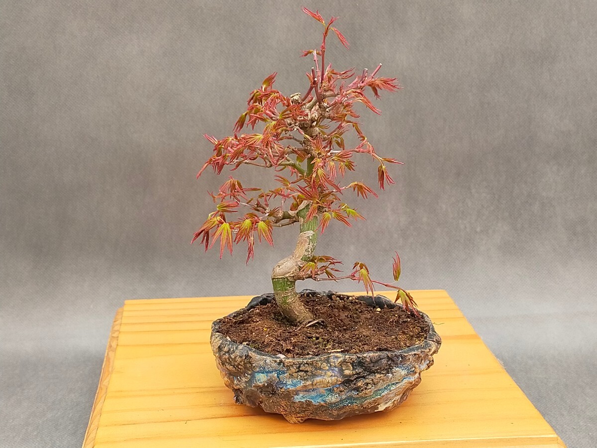  shohin bonsai small leaf .momiji