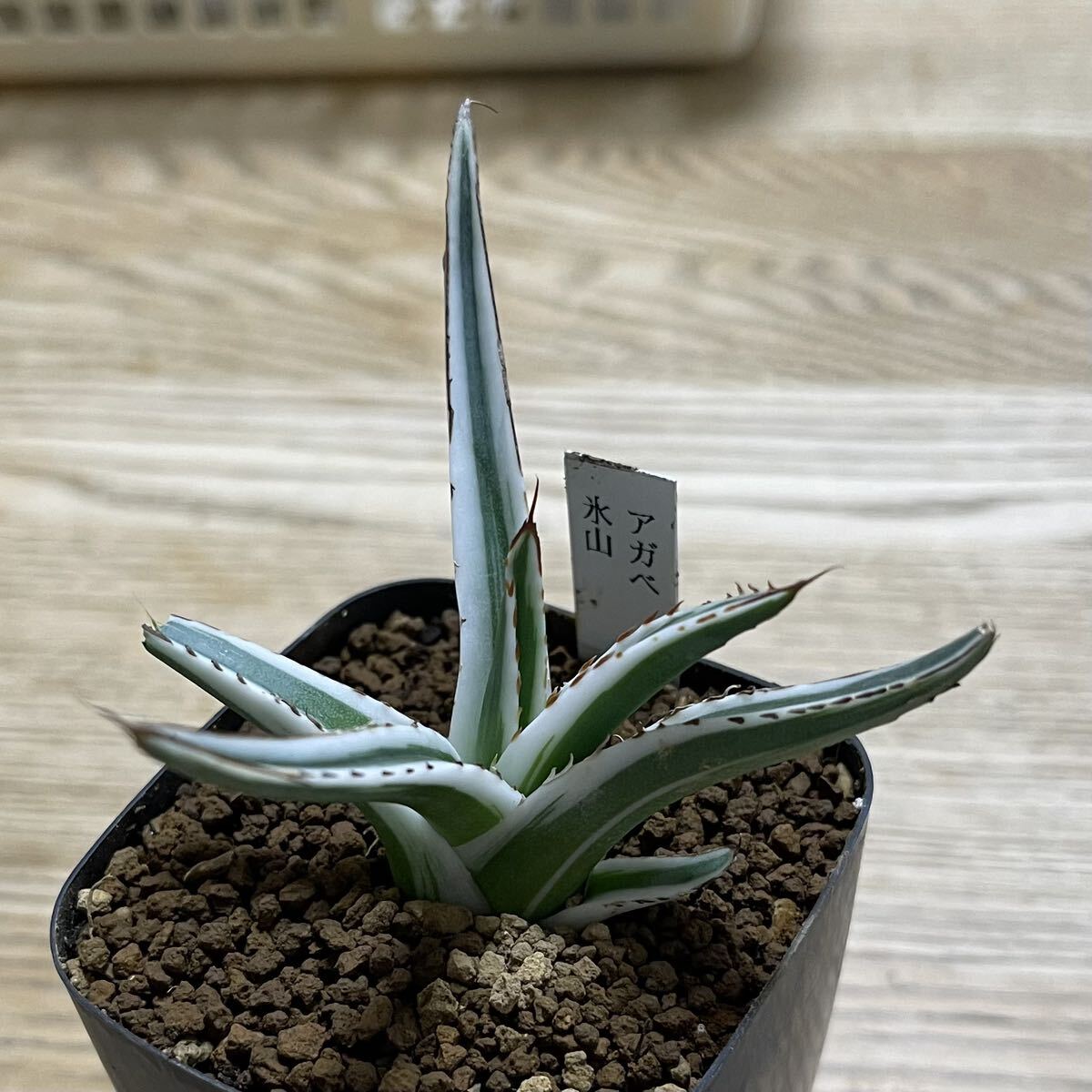 多肉植物　アガベ Agave 氷山 _画像3