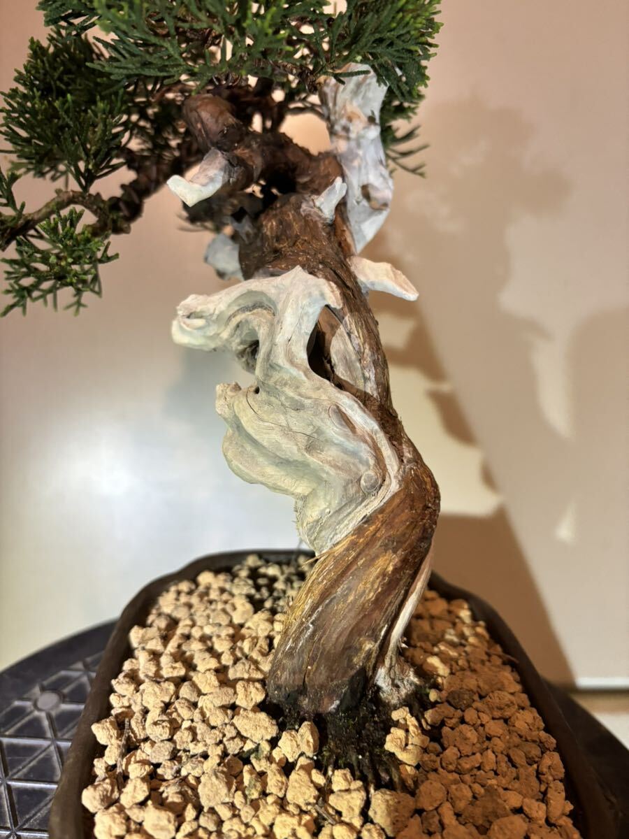  подлинный Kashiwa shohin bonsai E