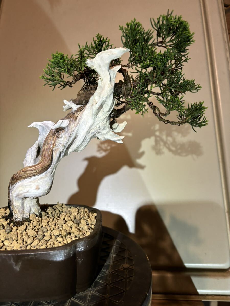 подлинный Kashiwa shohin bonsai E
