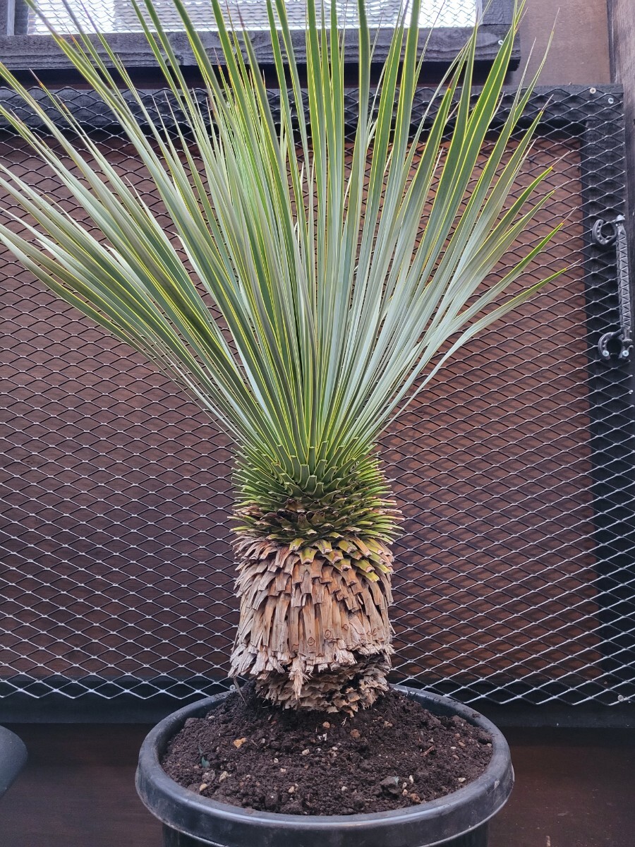 ユッカ ロストラータ  Yucca rostrata 【検索】 ユッカ Yucca ドライガーデンの画像1