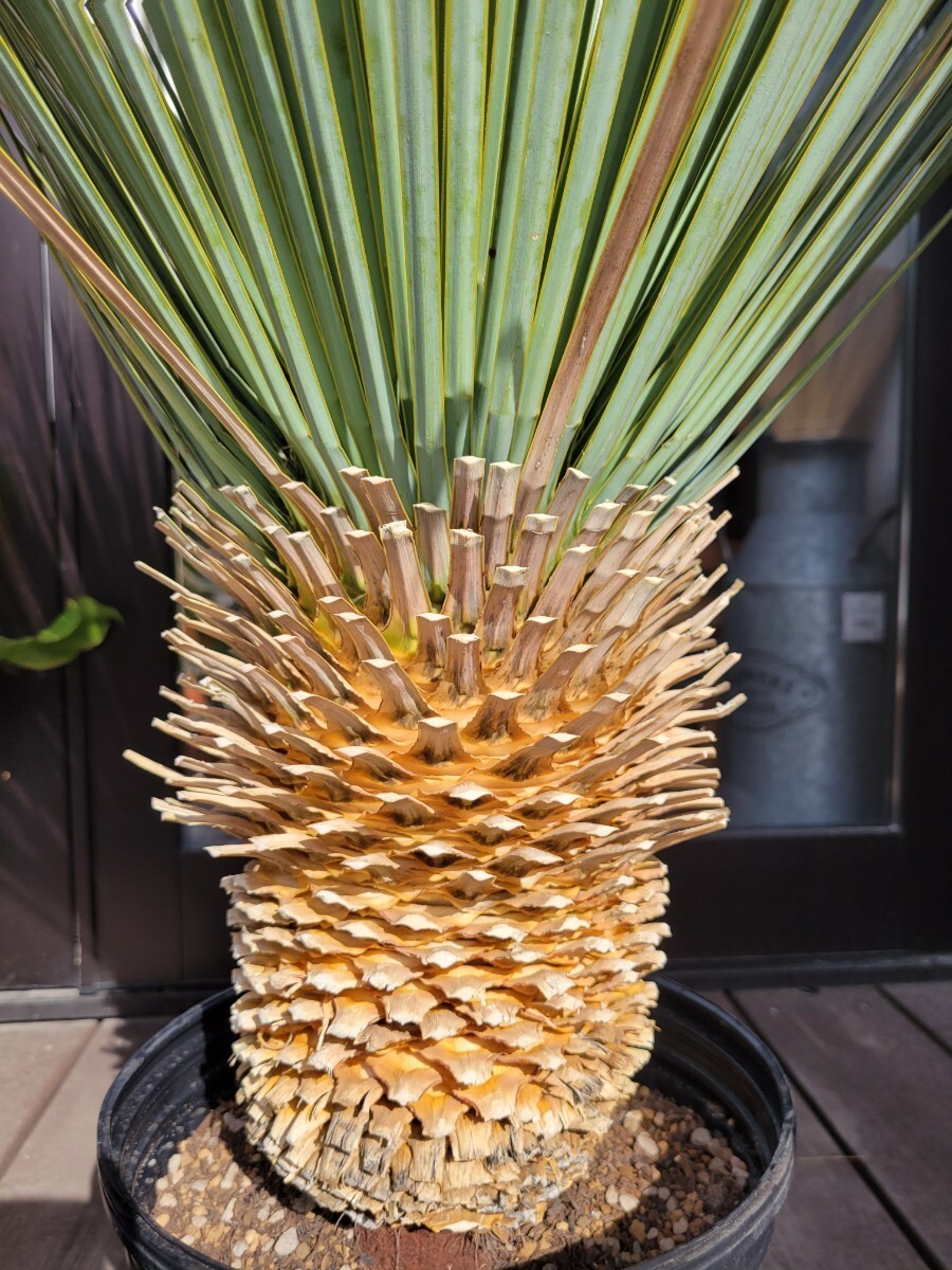 ユッカ ロストラータ  Yucca rostrata 【検索】 ユッカ ドライガーデン Yuccaの画像2