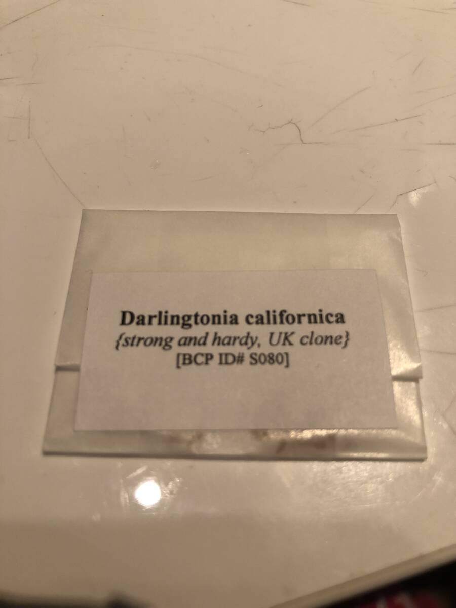 01－2【輸入種子】ダーリングトニア カリフォルニカ 種子15粒 Darlingtonia californica strong and hardy, UK clone [BCP ID# S080] の画像1