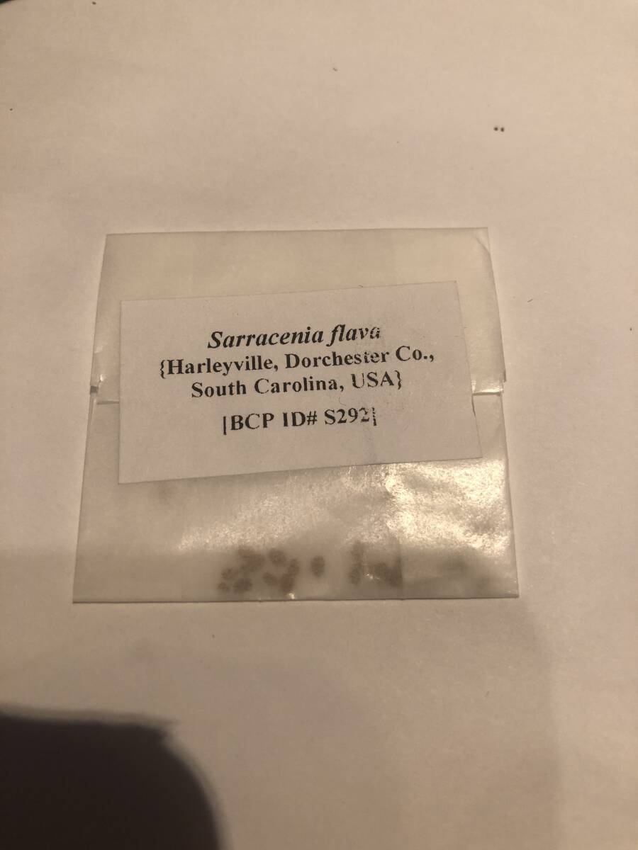 33【輸入種子】サラセニア フラバ 種子20粒 Sarracenia flava Harleyville, Dorchester Co., South Carolina, USA [BCP ID# S292] の画像1