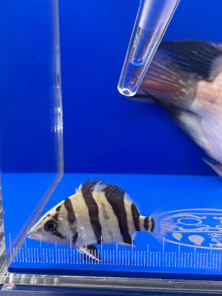 【空と海】リアルバンド シャープなバンド イエロータイガー5cm± 発色抜群!! 白に近い綺麗な肌!!_画像5