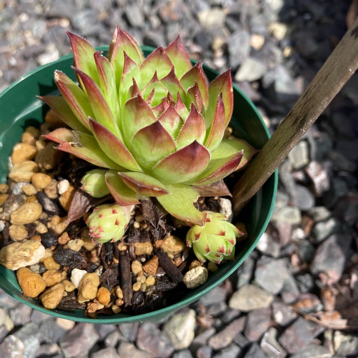 多肉植物 センペルビウム　リンボ　抜き苗_画像2