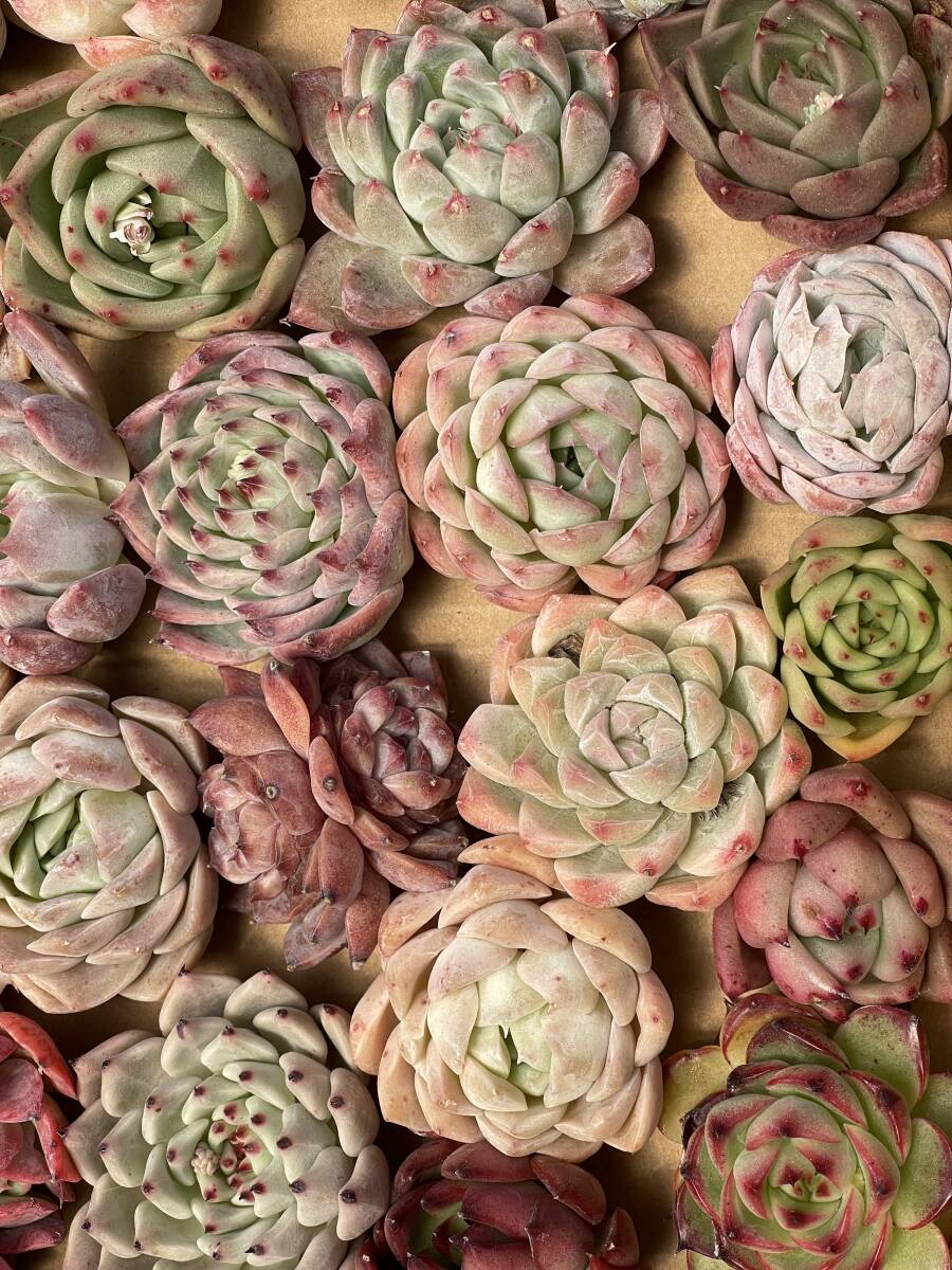 29株　Q201株 多肉植物 エケベリア属　Echeveria DC 　ベンケイソウ科　交雑種類　超美苗 サボテン 観葉植物 花 レア種29株セット_画像1