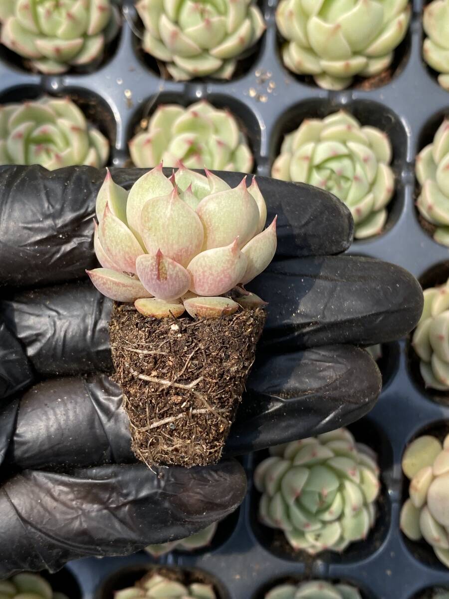 20株Y170多肉植物 エケベリアフェニルパ超美苗 サボテン 観葉植物 花 園芸　レア種 土と根付きで_画像2