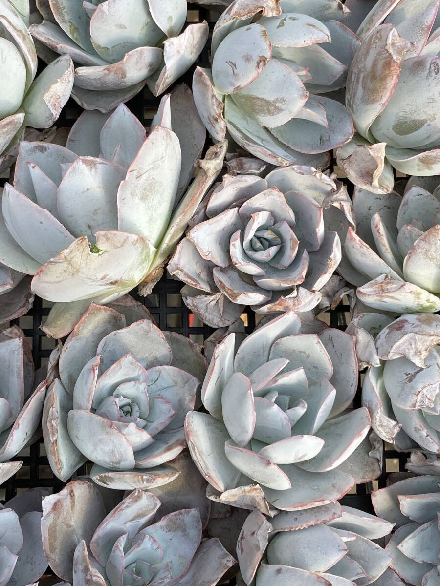  29株Y507-2多肉植物 エケベリアカテン超美苗 サボテン 観葉植物 花 園芸　レア種_画像2