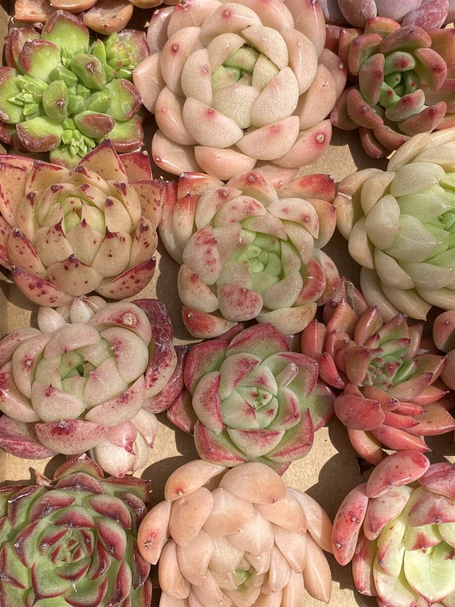 44株　Y442 多肉植物 エケベリア属　Echeveria DC 　ベンケイソウ科　交雑種類　超美苗 サボテン 観葉植物 花 レア種_画像2