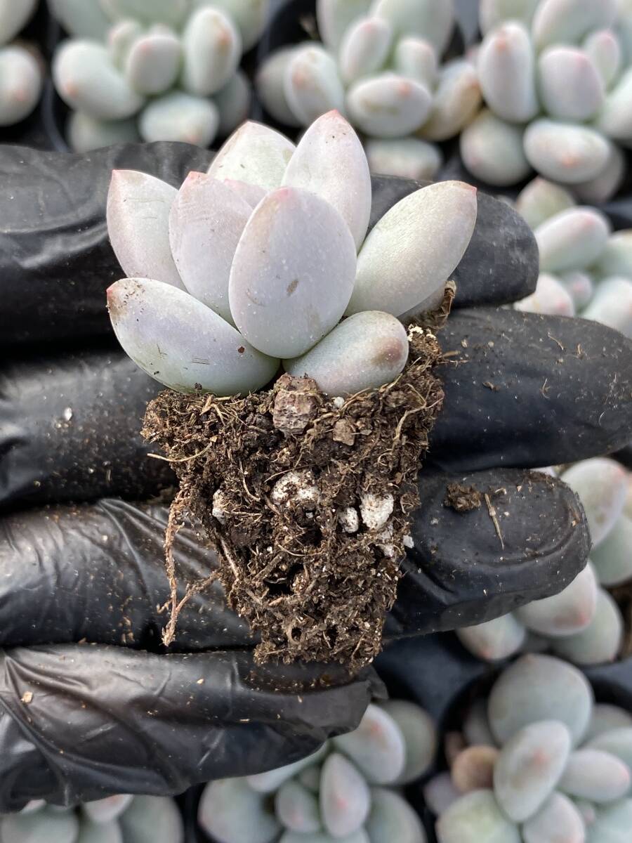 20株 X39 多肉植物 エケベリア モモビジン超美苗 サボテン 観葉植物 花 園芸　レア種 土と根付きで_画像2