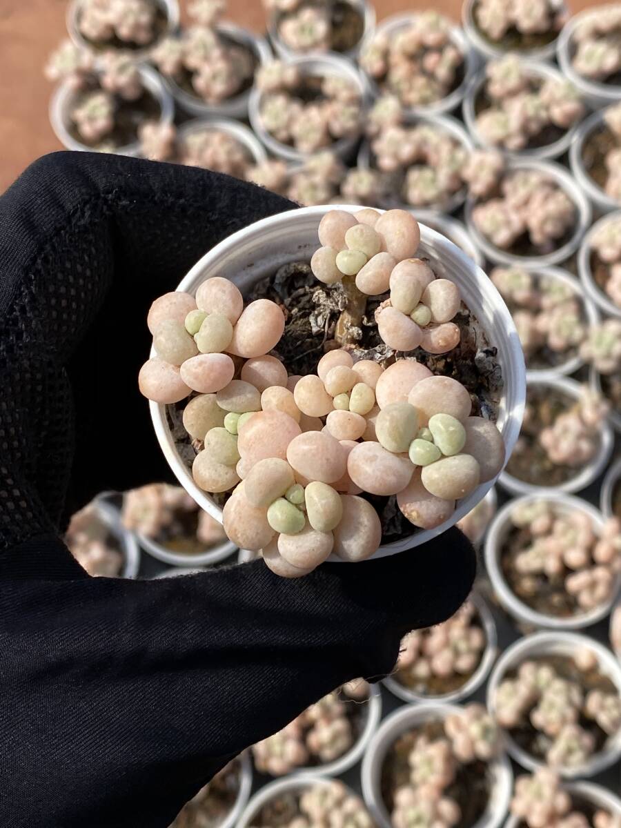 10株 X73 多肉植物 エケベリア ロココ超美苗 サボテン 観葉植物 花 園芸 レア種 土と根付きでの画像1