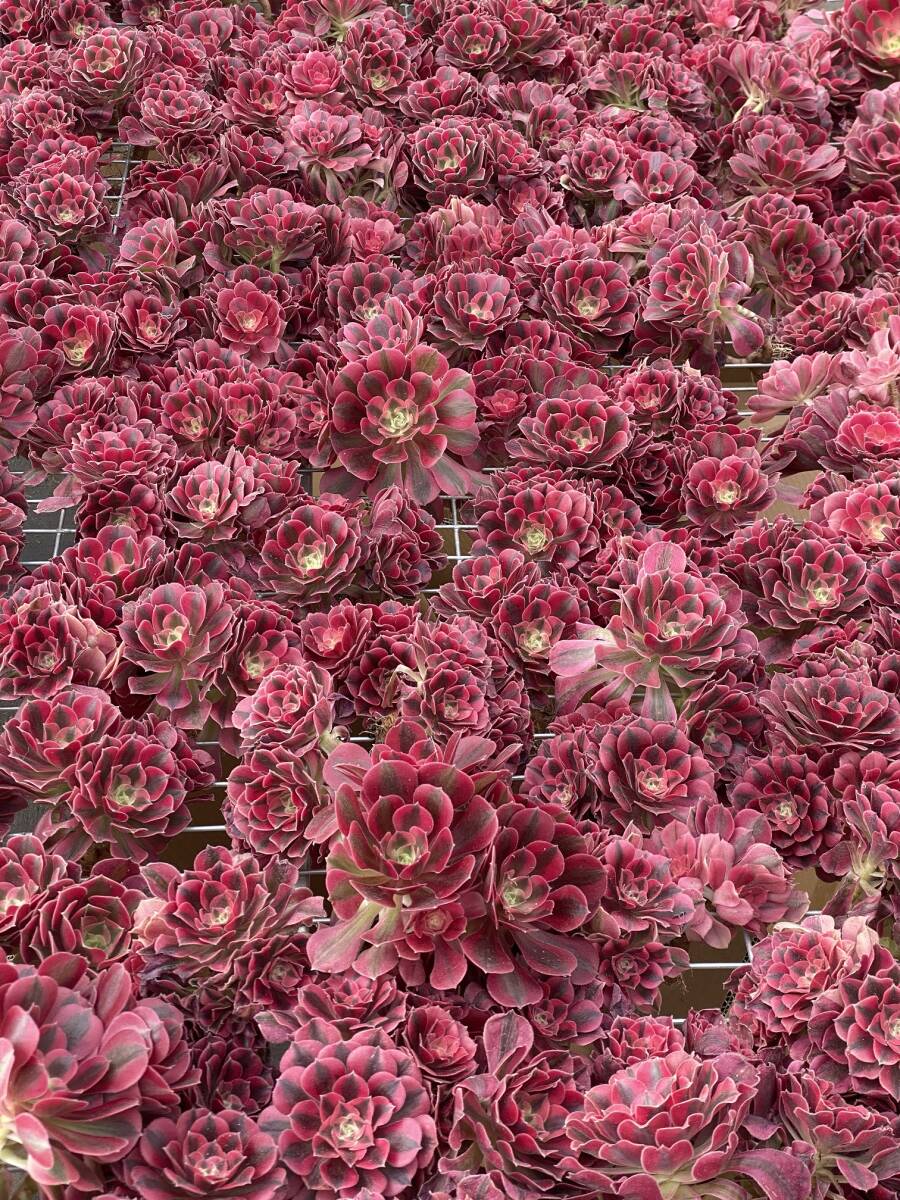 20株Ｗ189多肉植物 エケベリア ピンクウィッチ超美苗 サボテン 観葉植物 花 園芸 レア種 土と根付きでの画像2