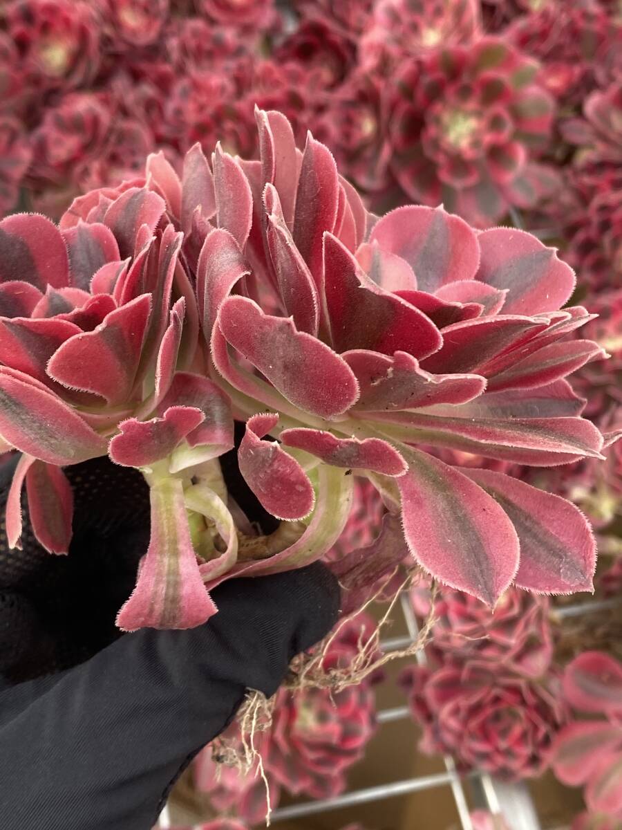 20株Ｗ189多肉植物 エケベリア ピンクウィッチ超美苗 サボテン 観葉植物 花 園芸 レア種 土と根付きでの画像4