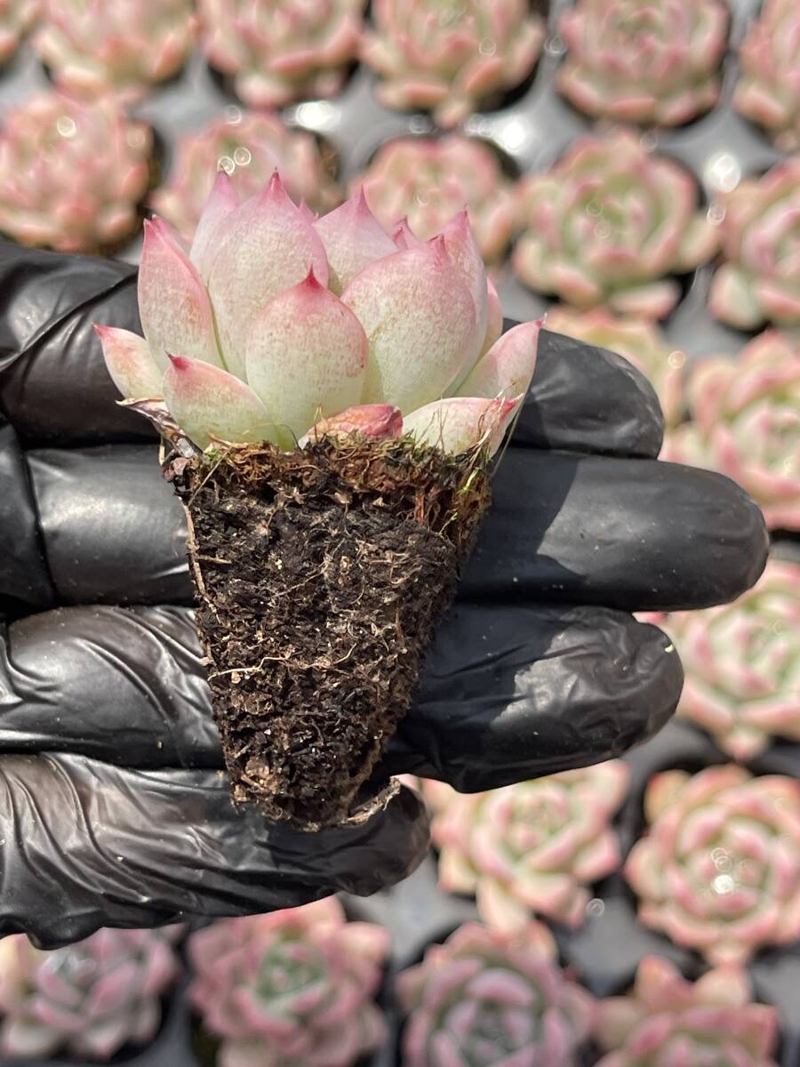 20株 Z11多肉植物 エケベリアマリア超美苗 サボテン 観葉植物 花 園芸 レア種 土と根付きでの画像2