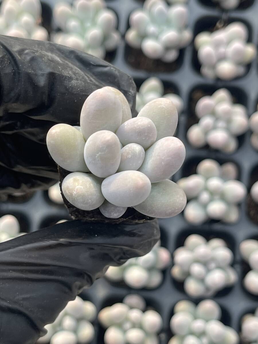 20株 Z60多肉植物 エケベリア 団子超美苗 サボテン 観葉植物 花 園芸 レア種 土と根付きでの画像1