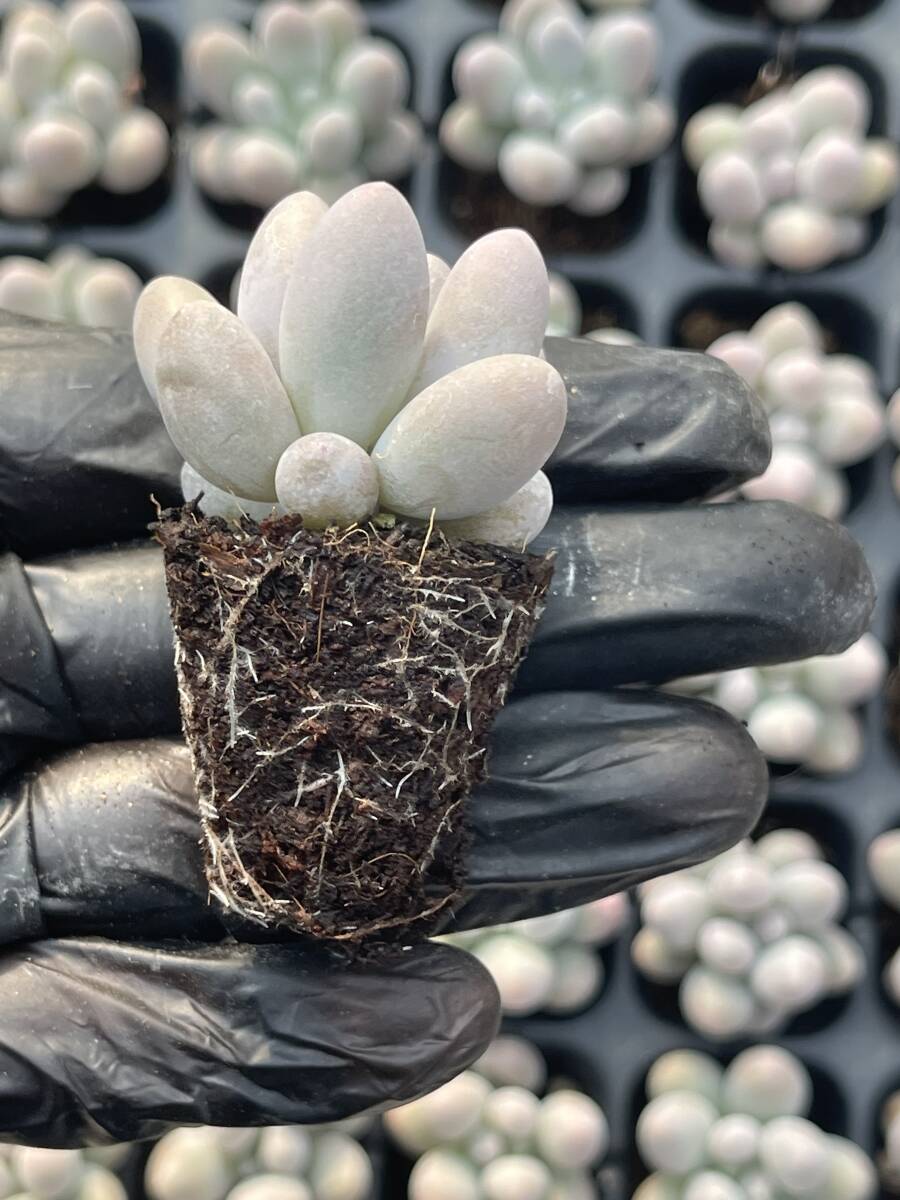 20株 Z60多肉植物 エケベリア 団子超美苗 サボテン 観葉植物 花 園芸 レア種 土と根付きでの画像2