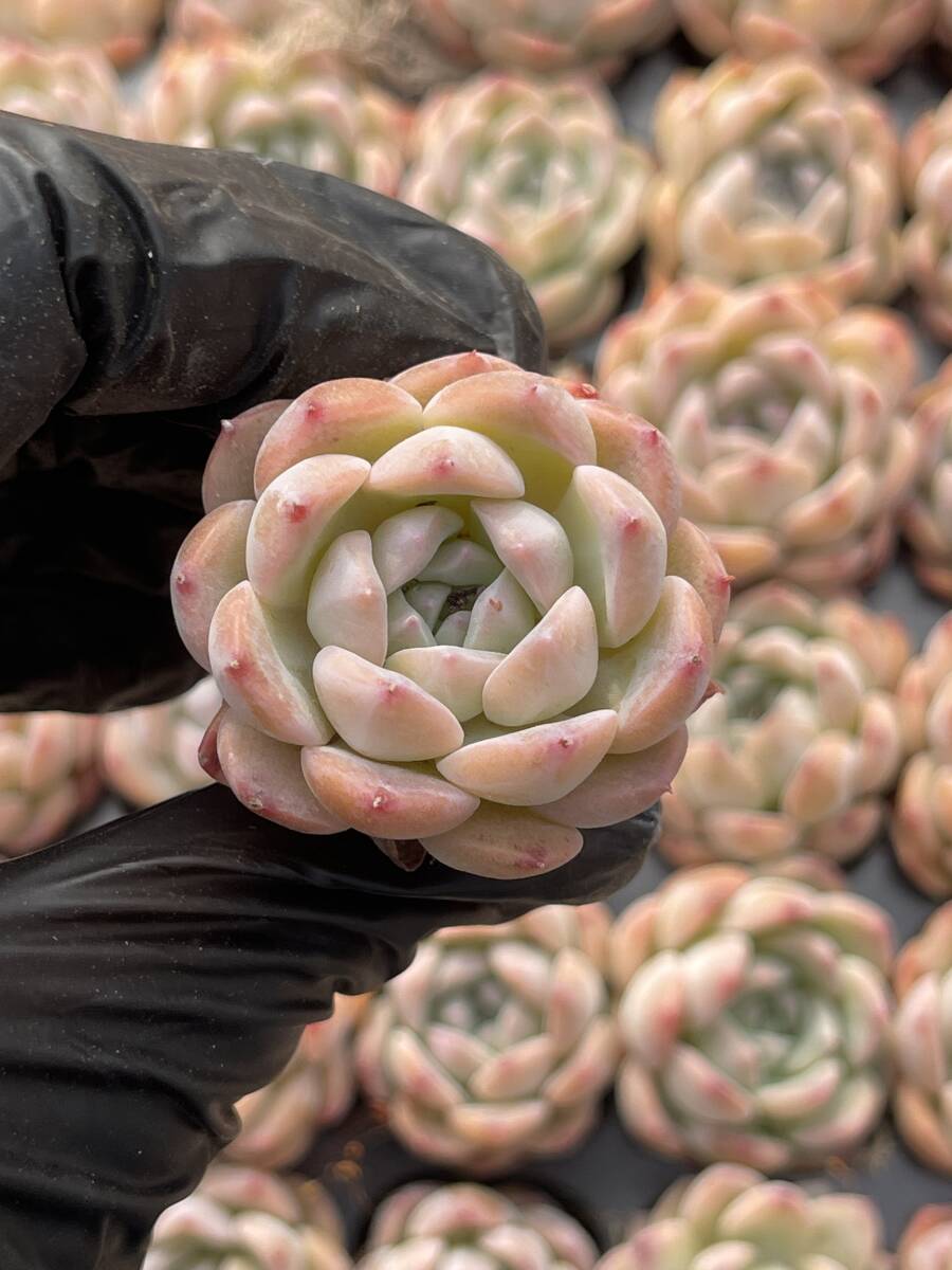 20株 Z55　多肉植物 エケベリアいちごスムージー超美苗 サボテン 観葉植物 花 園芸　レア種 土と根付きで_画像1