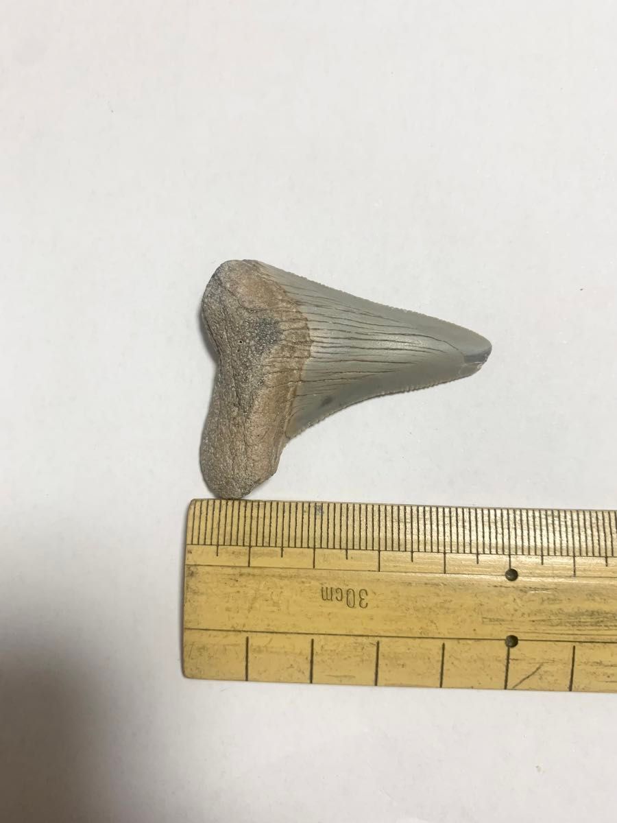 サメ　歯　三葉虫　アンモナイト　化石　琥珀　貝　古生代　中世代　新生代　カンブリア紀　ジュラ紀　中新世