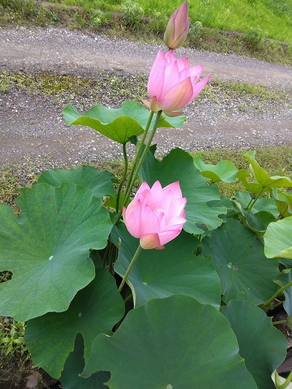 花蓮 古代蓮 大型種 大賀蓮 ハス科　②_画像1