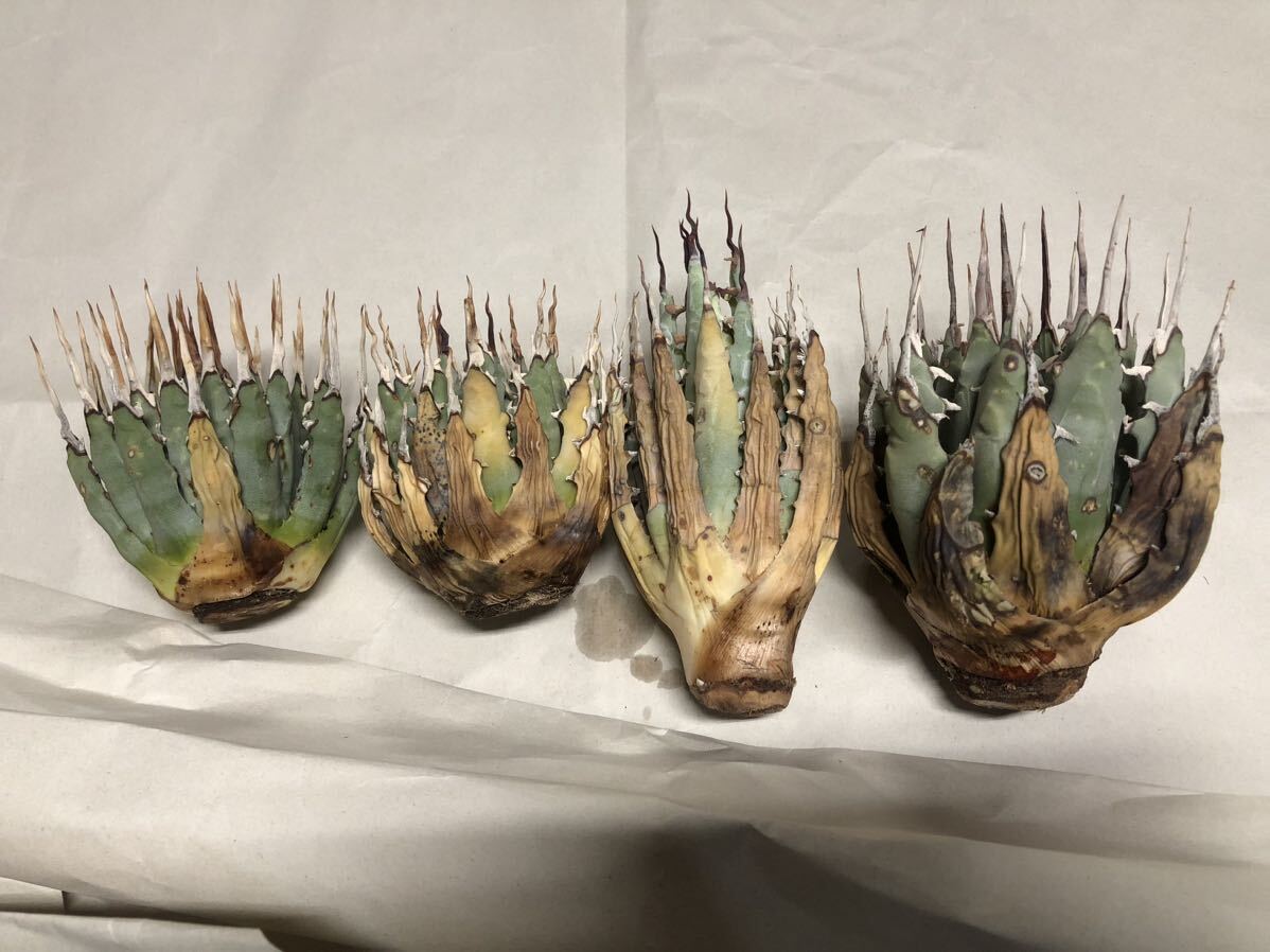S216-78陽炎蕾形厚肉粗曲棘アガベ ユタエンシス /Agave S216-78陽炎蕾形厚肉粗曲棘アガベ ユタエンシス /Agave