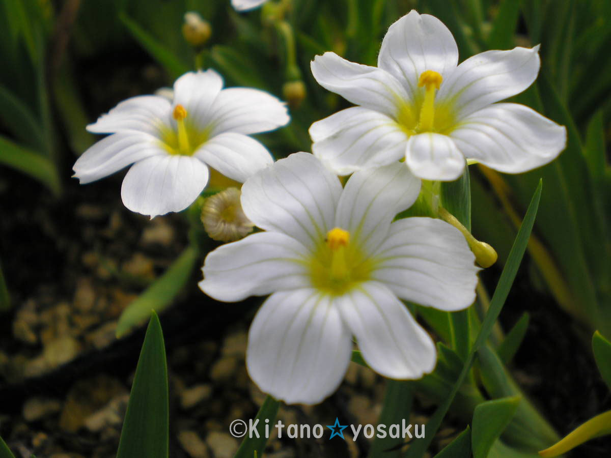 庭石菖・白花（ニワゼキショウ・シロバナ）◇アヤメ科　●３寸（9.0cm)ポリポット栽培　◇開花時期：５月～_画像1