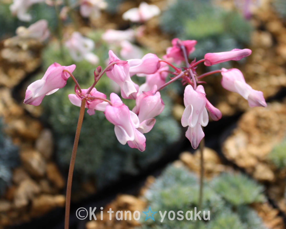 駒草（コマクサ）◇ケシ科 3寸（９ｃｍ）ポリポット栽培 ☆開花時期５月～の画像3