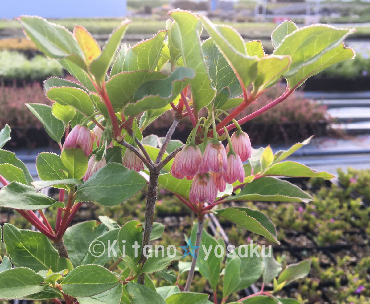  light pcs ..(dou Dan * azalea )* azalea .4 size poly- pot cultivation height of tree 20cm~ * no. 4 kind mail is single goods shipping 