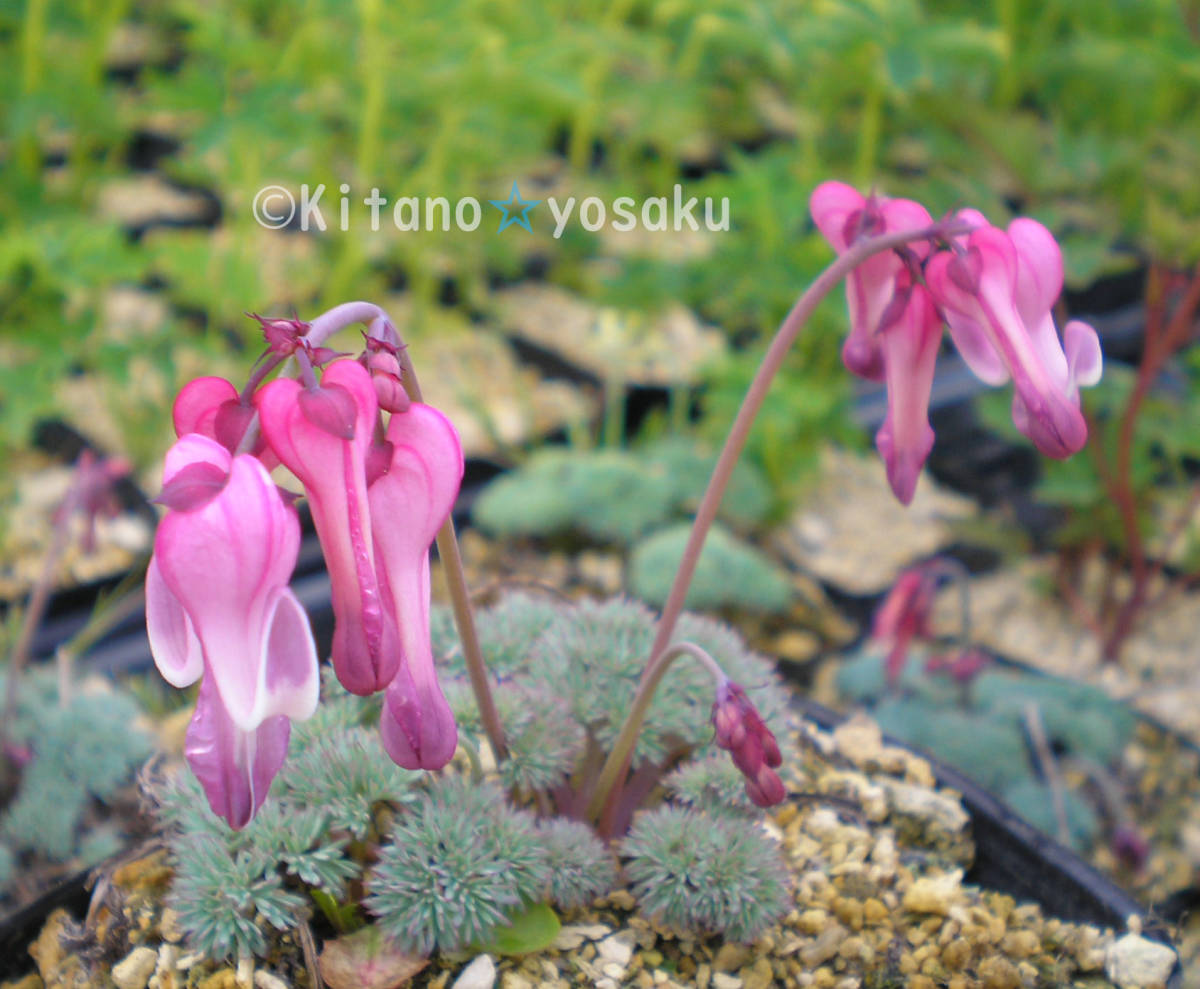 駒草（コマクサ）◇ケシ科 3寸（９ｃｍ）ポリポット栽培 ☆開花時期５月～の画像1