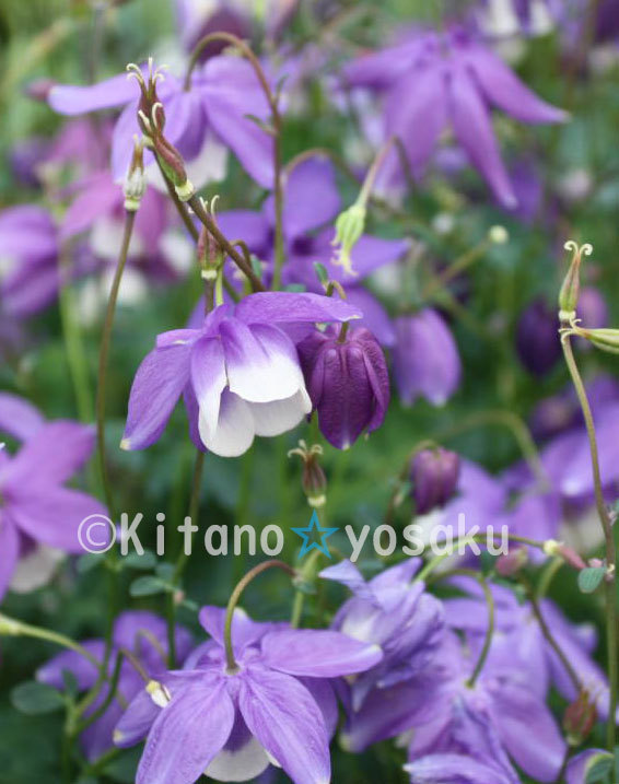  wind bell ..(f ulin * columbine ) gold way ge.*3 size (9.0cm) poly- pot cultivation * blooming time 5 month ~