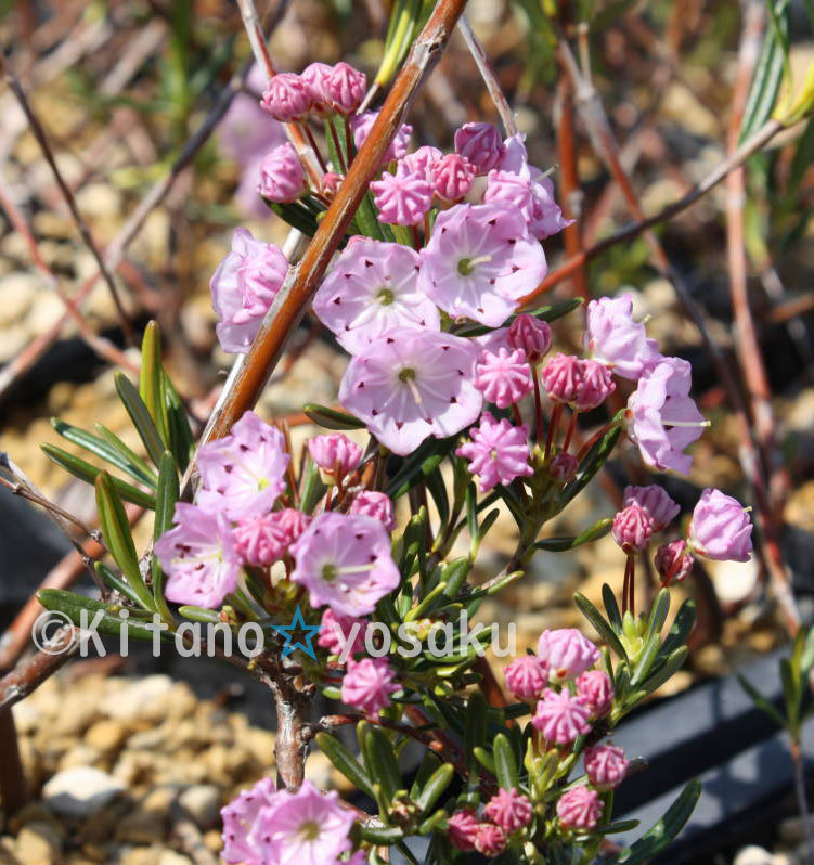 アラスカ姫石楠花（ヒメ・シャクナゲ）◇ツツジ科　３寸ポリポット栽培　花芽付き_画像2