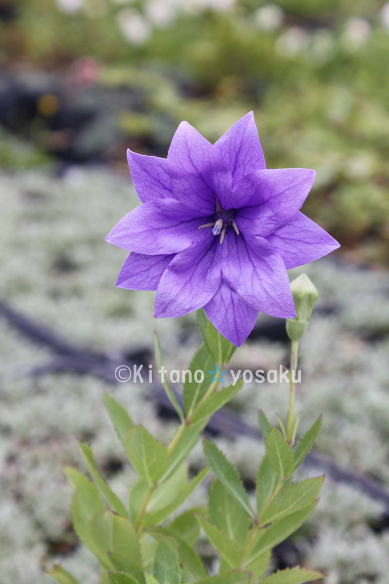  two -ply ....( double The ki* Chinese bellflower )* Chinese bellflower .3 size (9.0cm) poly- pot cultivation * blooming time 7 month ~