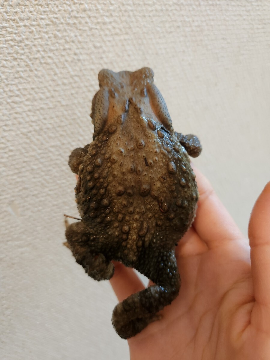 アズマヒキガエル ヒキガエル 蛙 カエル かえる 蟇蛙 ひきがえる 約8センチ メス 恐らくメス_画像4