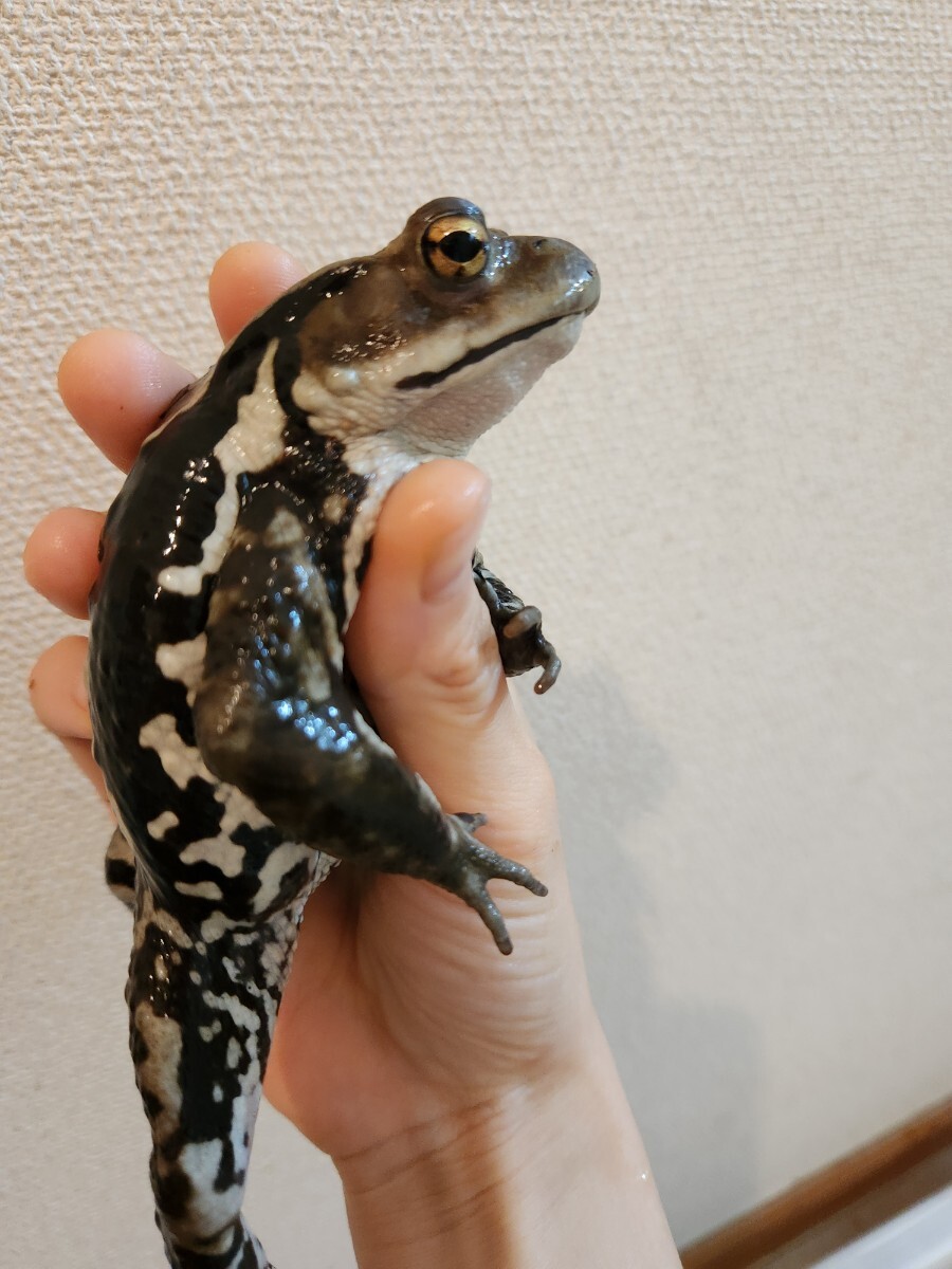 アズマヒキガエル ヒキガエル 蛙 カエル かえる 蟇蛙 ひきがえる 約11センチ オス 男の子_画像3