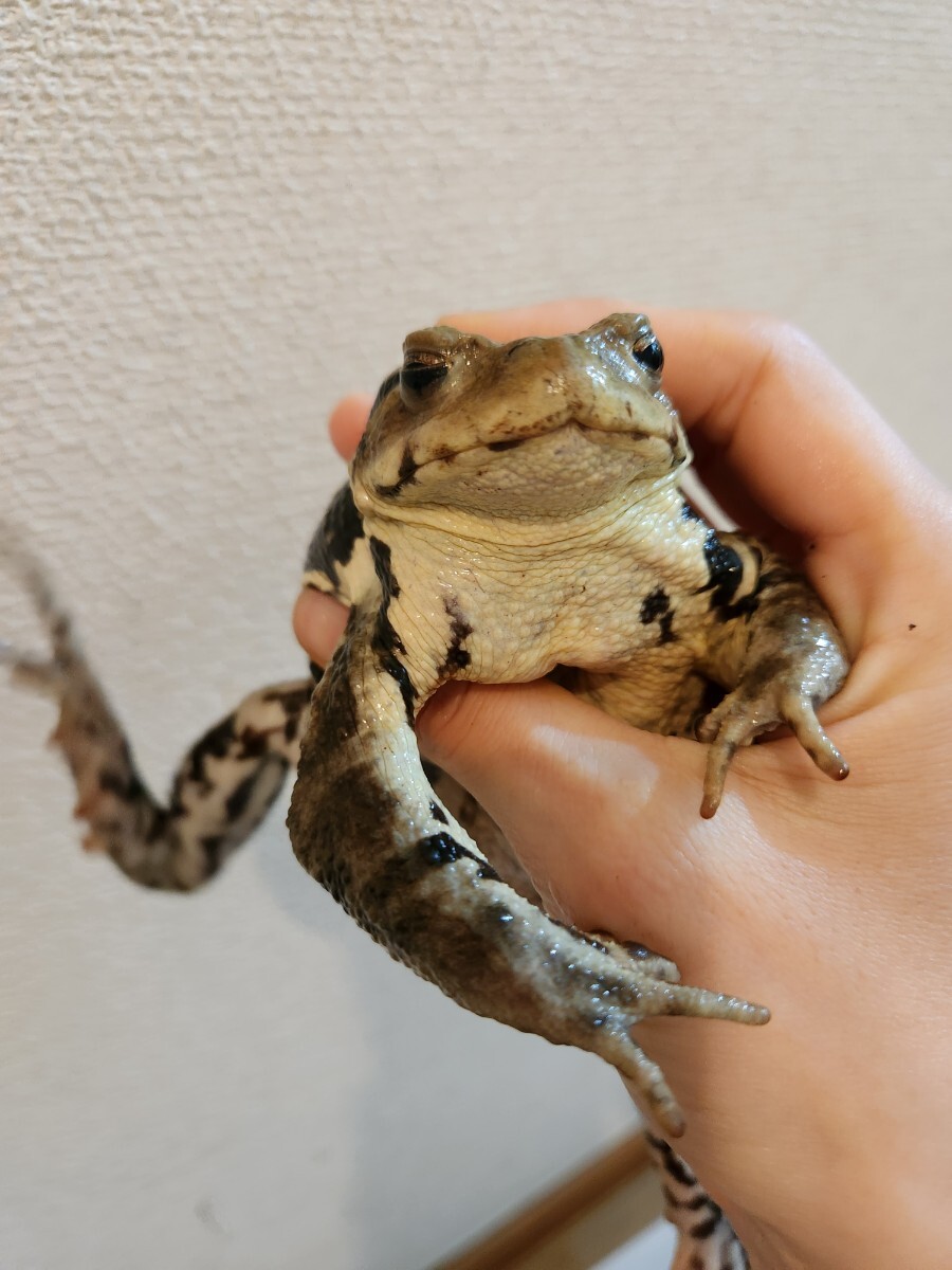 〇 アズマヒキガエル ヒキガエル 蛙 カエル かえる 蟇蛙 ひきがえる 約12センチ オス_画像6
