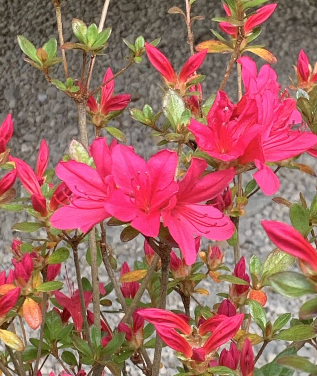 花終わり　ワカカエデ　来年用に　眩しいピンク花　クルメツツジ　若楓　久留米ツツジ_4月15日撮影。
