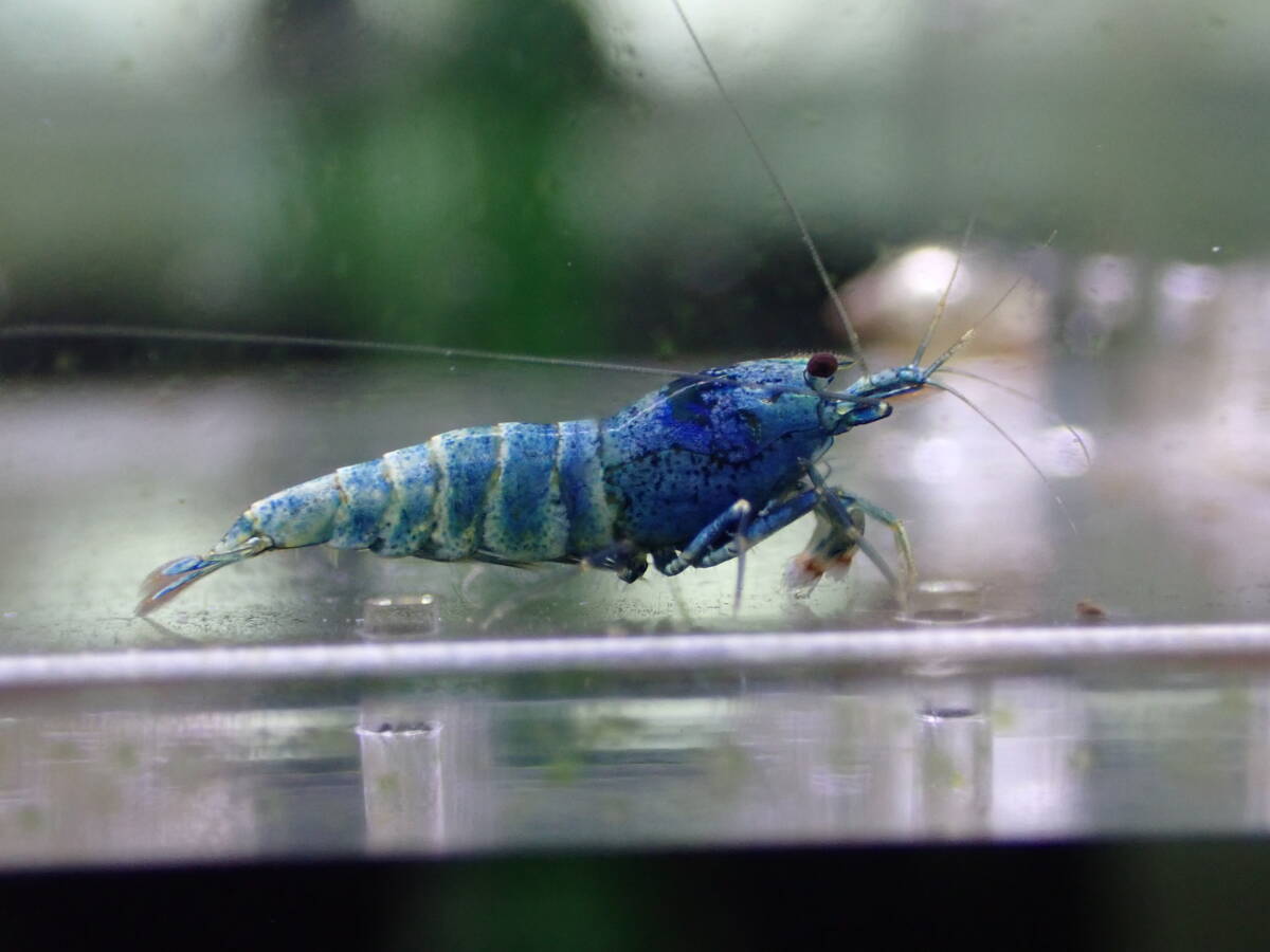 [ beautiful blue 1 pair ] turquoise shadow shrimp * male 1 female 1...2 pcs B/ high grade /1,5. rom and rear (before and after) / in photograph individual . sending - { peace .}