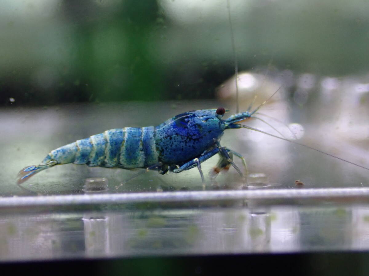 [ beautiful blue 1 pair ] turquoise shadow shrimp * male 1 female 1...2 pcs B/ high grade /1,5. rom and rear (before and after) / in photograph individual . sending - { peace .}