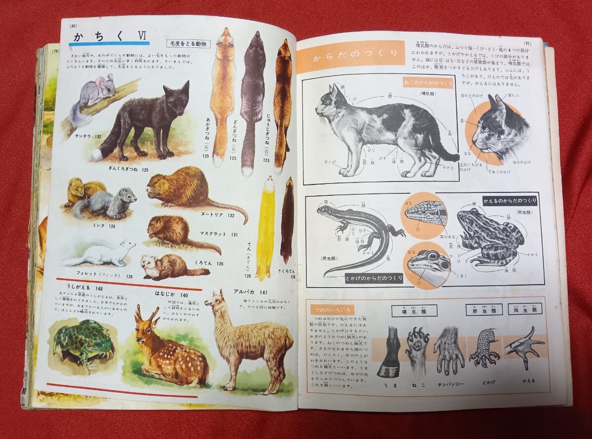 ☆古本動物の図鑑学習図鑑シリーズ11古賀忠道、今泉吉典、小森厚共著□小学舘○昭和30年代～40年代◎_画像10