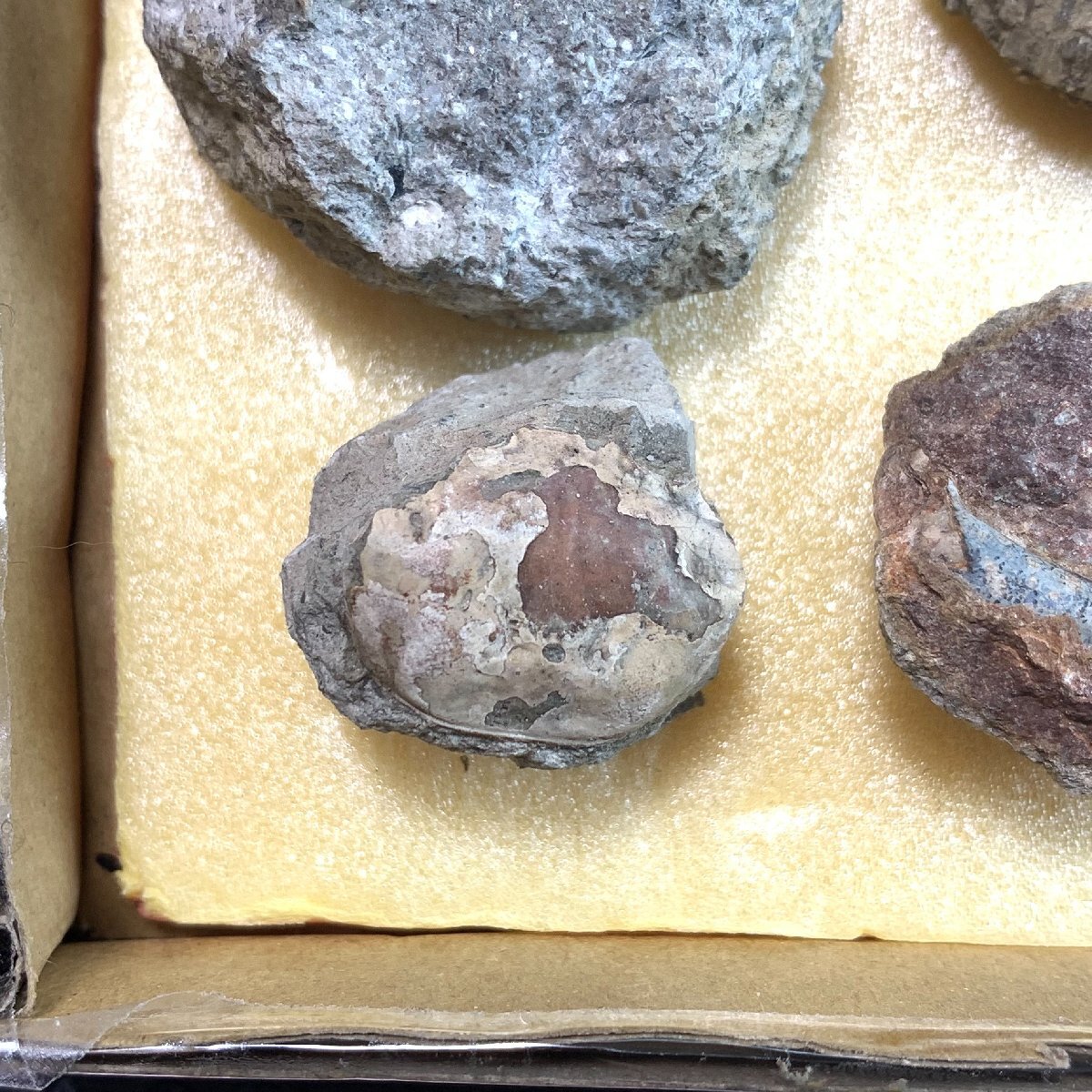 ◆日本の化石 岡山県津山市ナラ 産出 新生代中新世 カニ 巻貝 二枚貝◆の画像7