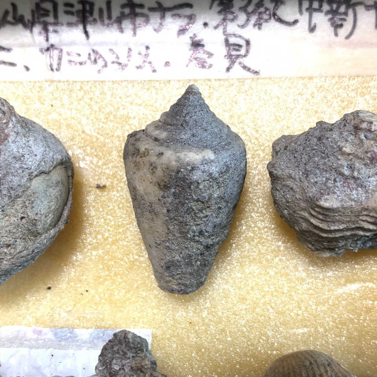 ◆日本の化石 岡山県津山市ナラ 産出 新生代中新世 カニ 巻貝 二枚貝◆の画像3
