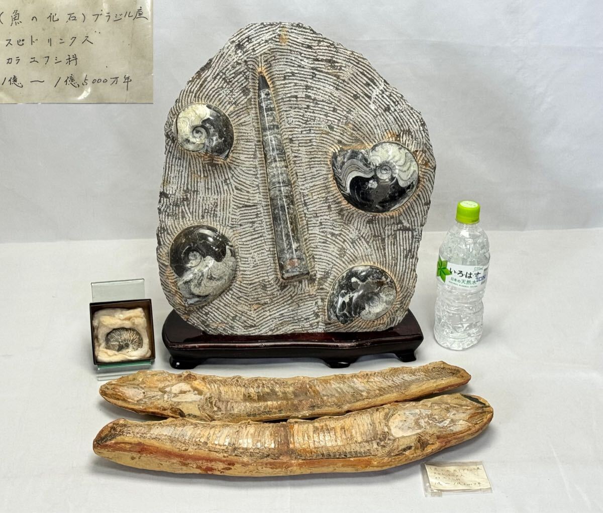 AZ-785 化石 アンモナイト 古代魚 魚の化石 アスピドリンクス? ブラジル産 ジュラ紀 白亜紀 1億～1億5000万年 ジェムストーン 化石標本の画像1