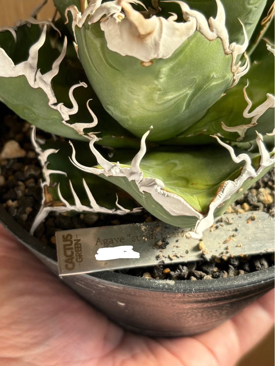 親株販売 スーパーチタノタ アガベ agave super titanota 多肉 親株販売 スーパーチタノタ アガベ agave super titanota 多肉