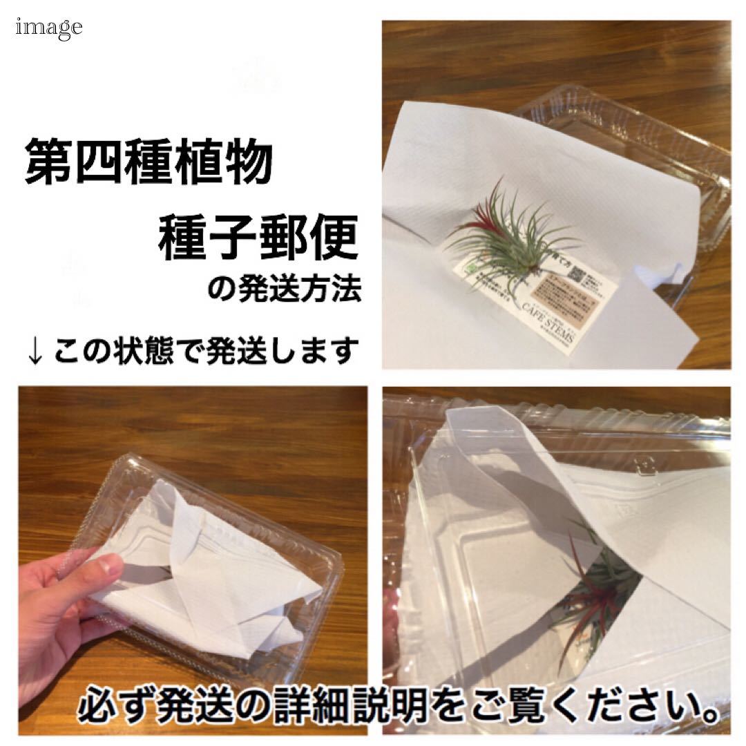 チランジア イオナンタ 'ギガンテ' (エアープランツ ティランジア ionantha 'Gigante')_画像4