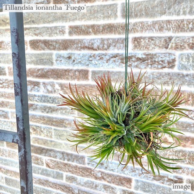 チランジア イオナンタ 'フエゴ' クランプボール (エアープランツ ティランジア フェーゴ ionantha 'Fuego')_画像1