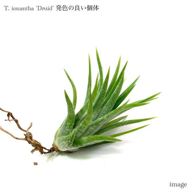 チランジア イオナンタ 'ドルイド' 発色の良い個体 (エアープランツ ティランジア 白花 ionantha 'Druid')_画像1